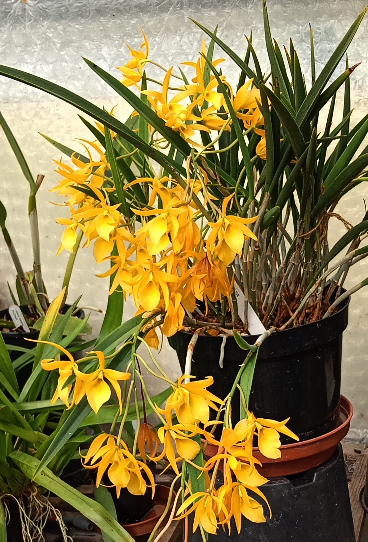 picture of this month's orchid