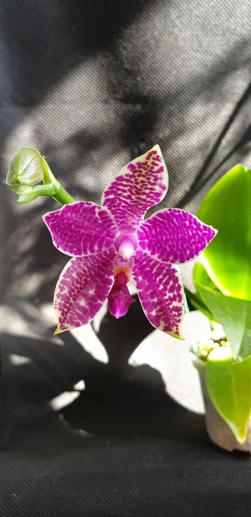 orchid