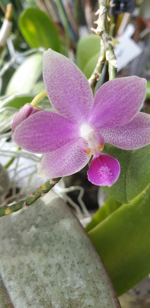 orchid