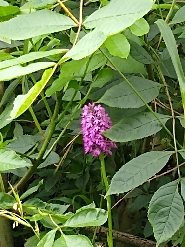 CANWOS Society Blog July