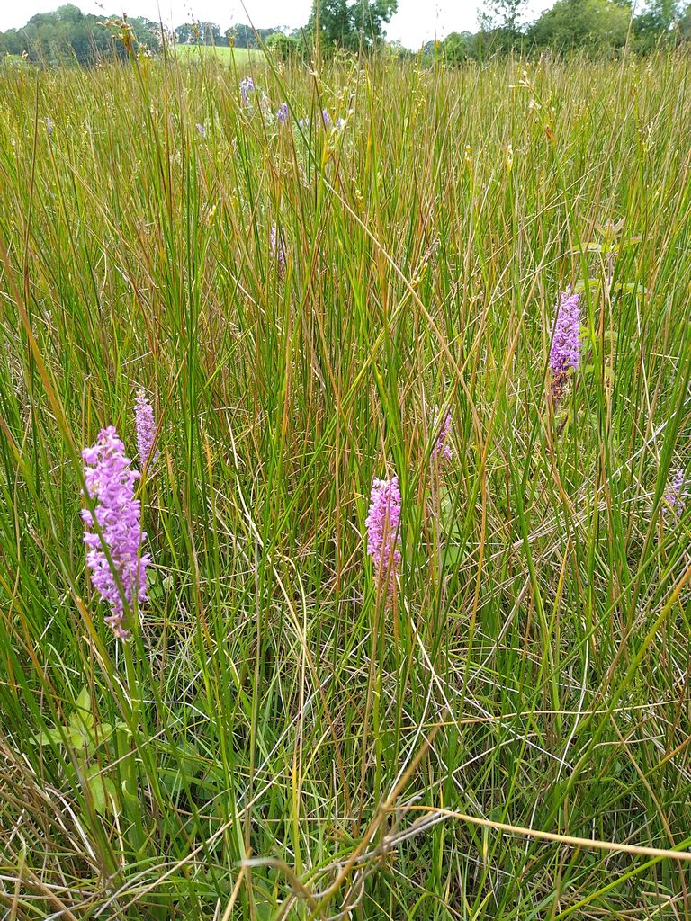 CANWOS Society Blog July