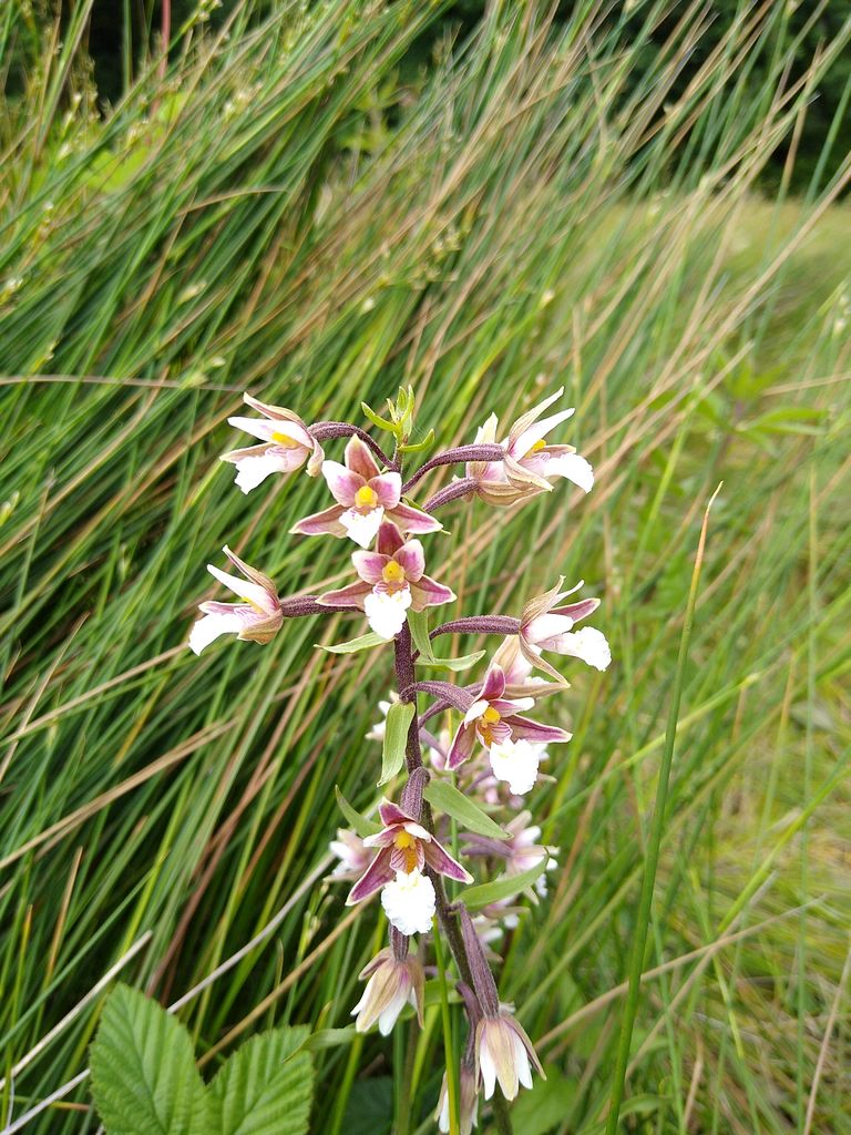 CANWOS Society Blog July