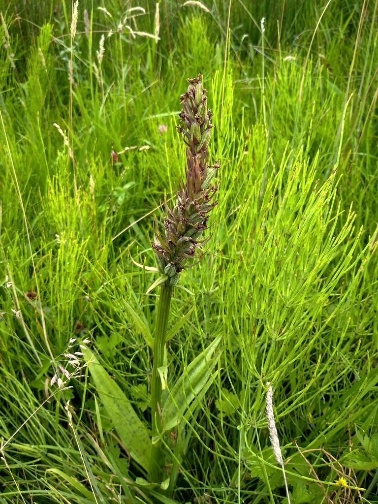 CANWOS Society Blog July