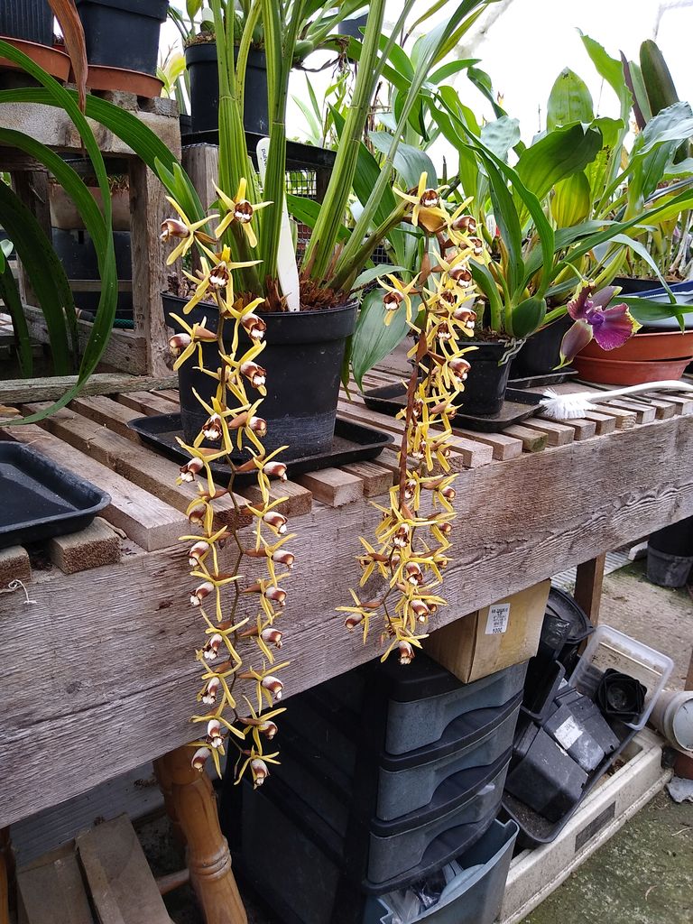 CANWOS Society Blog August