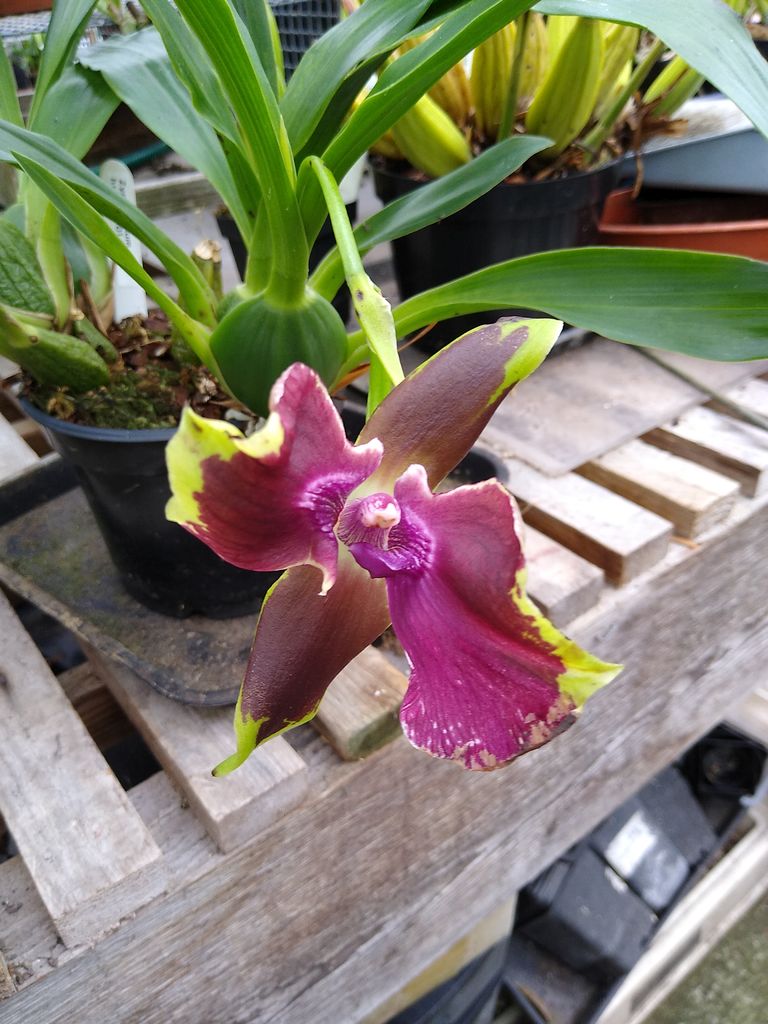 CANWOS Society Blog August