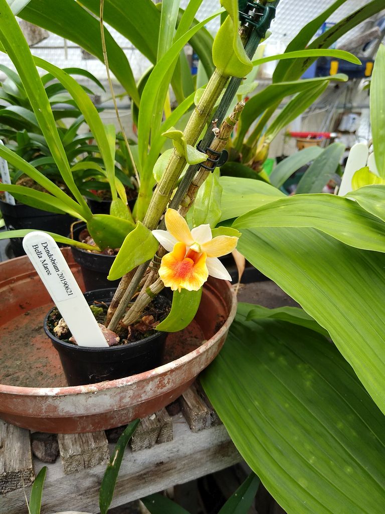 CANWOS Society Blog August