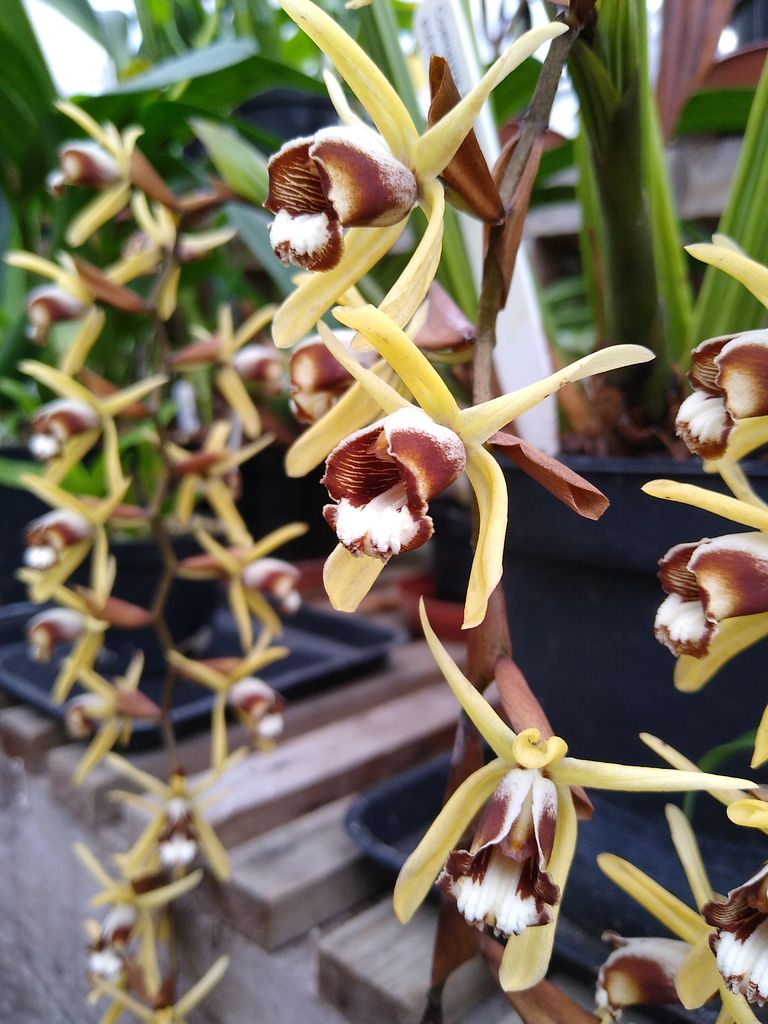 CANWOS Society Blog August