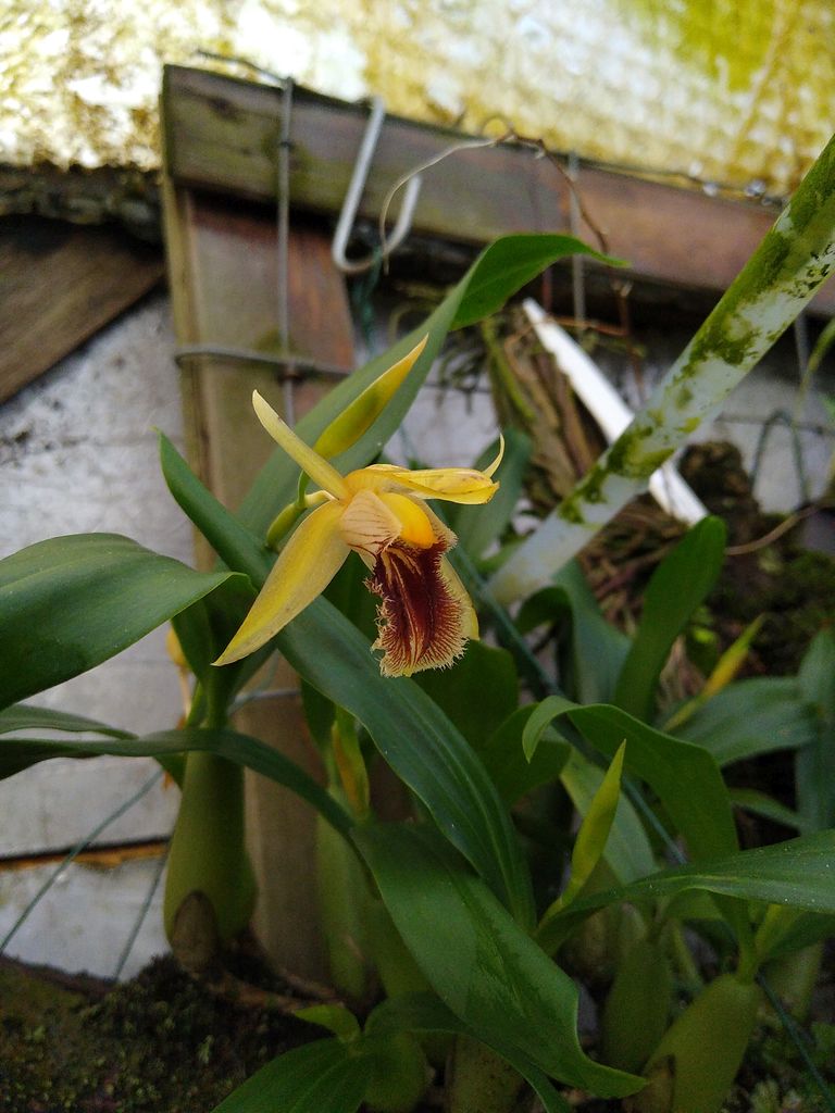 CANWOS Society Blog September-October