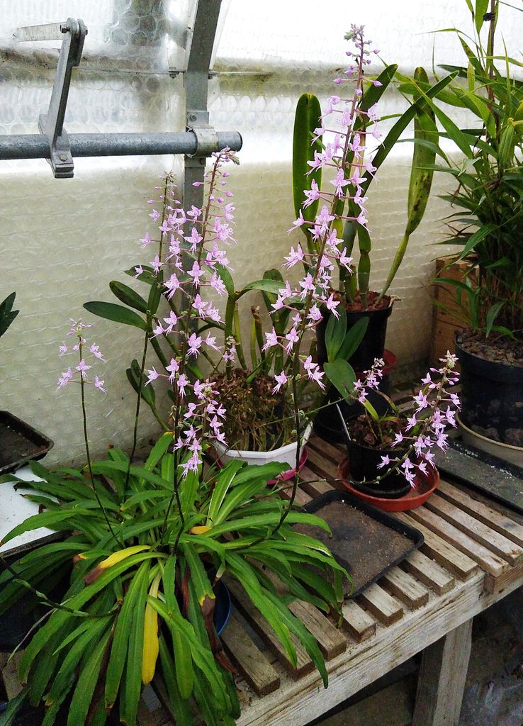 CANWOS Society Blog September-October