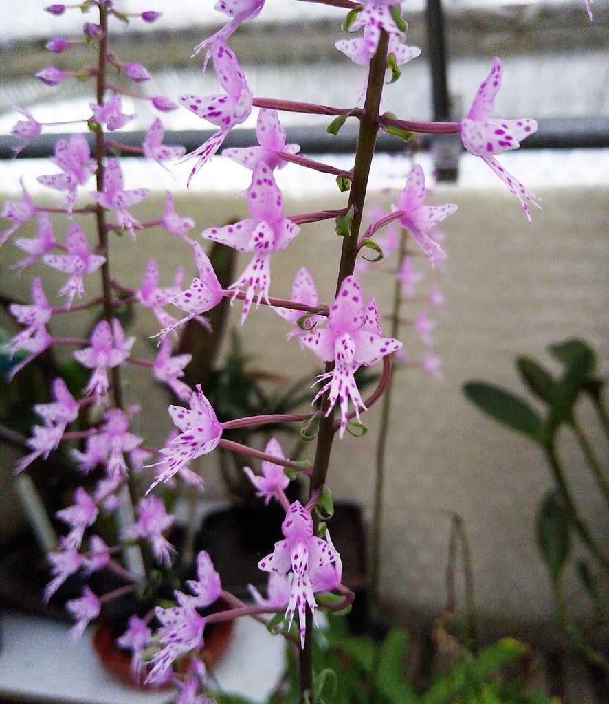 CANWOS Society Blog September-October