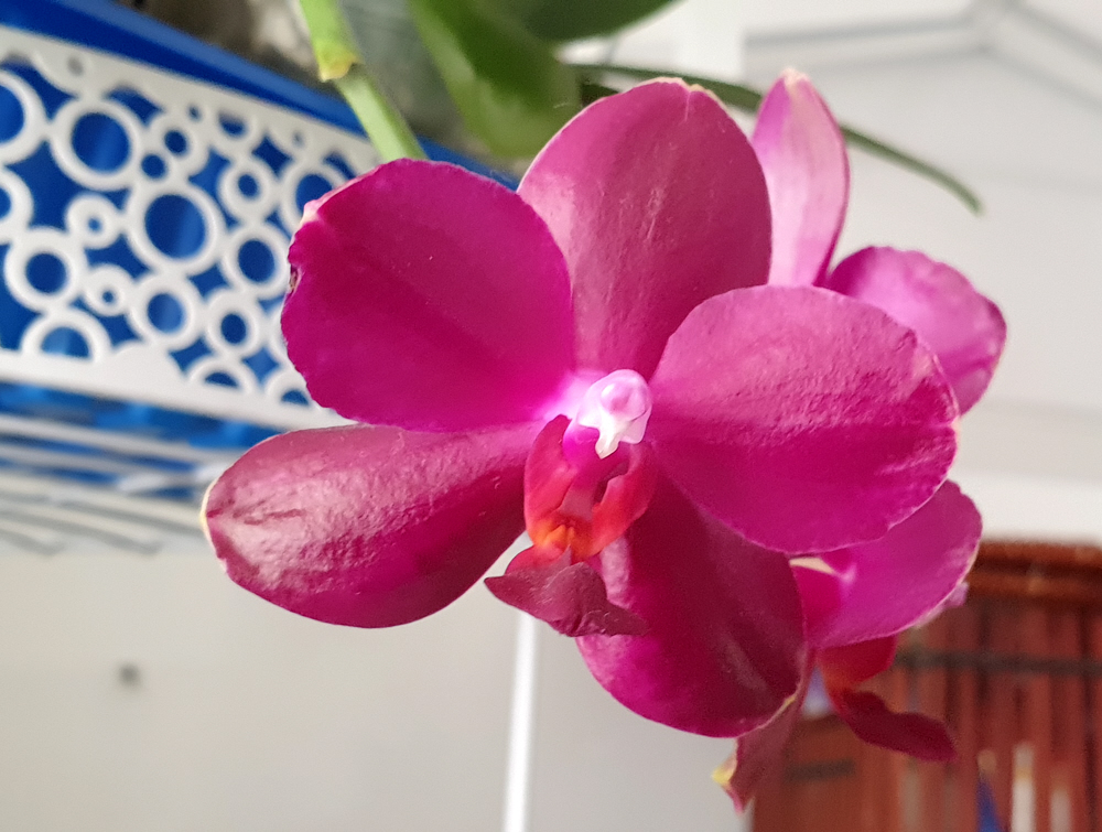 orchid