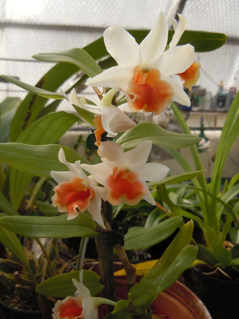 CANWOS Society Blog August