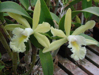 Cheshire & North Wales Orchid Society
